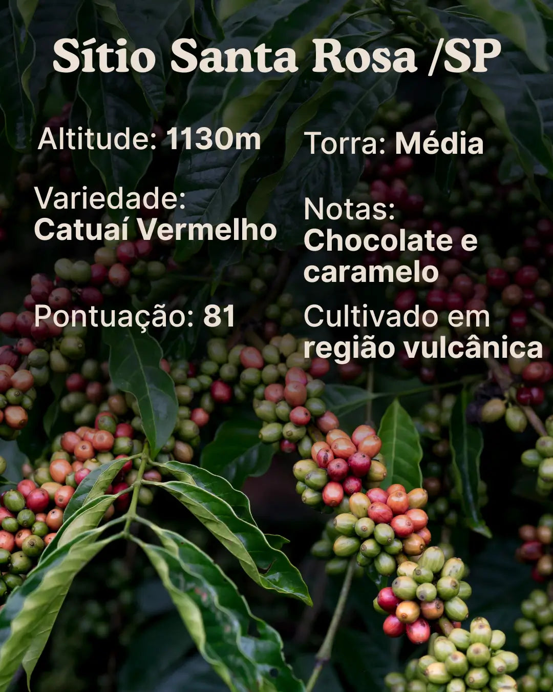Café Especial Chocolate e Caramelo
