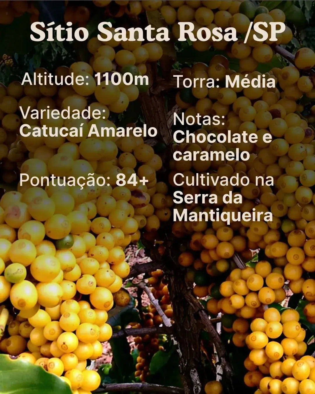 Café Especial Chocolate e Caramelo 250g